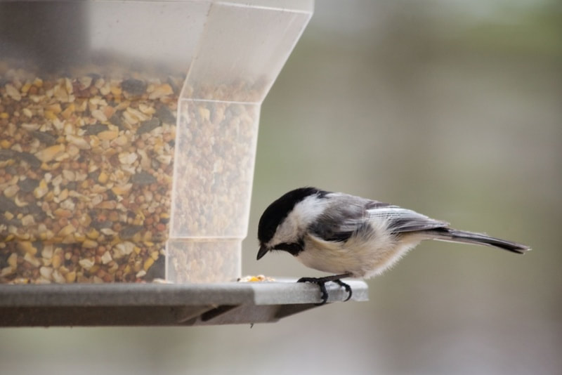 LEARN HOW attract birds to your garden
