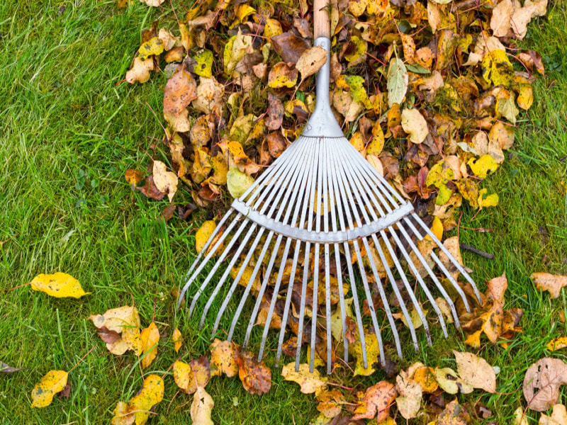 LEARN HOW Autumn lawn care tips