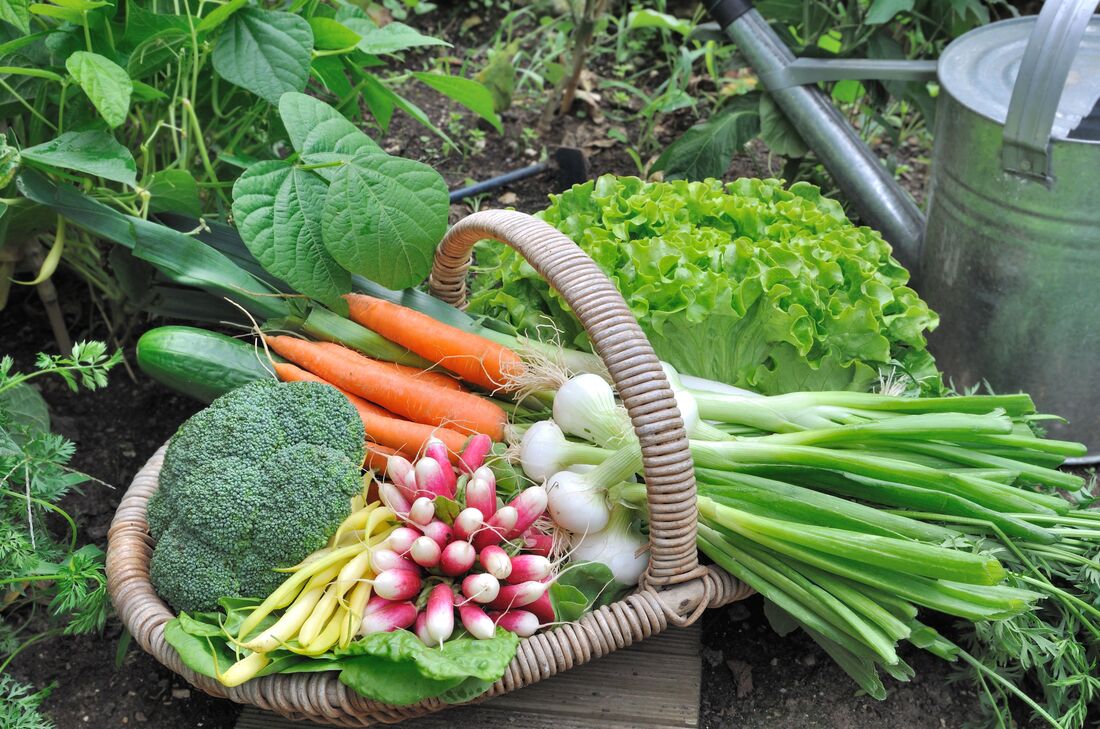 LEARN HOW grow vegetable garden
