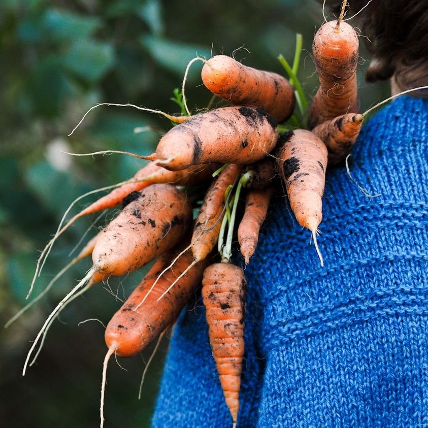 LEARN HOW Carrots