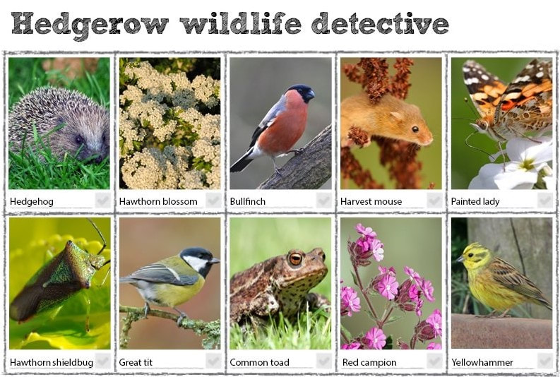 LEARN HOW manage a hedgerow for wildlife