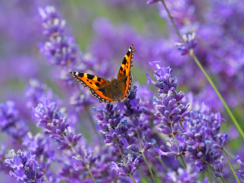 LEARN HOW pollinator planting