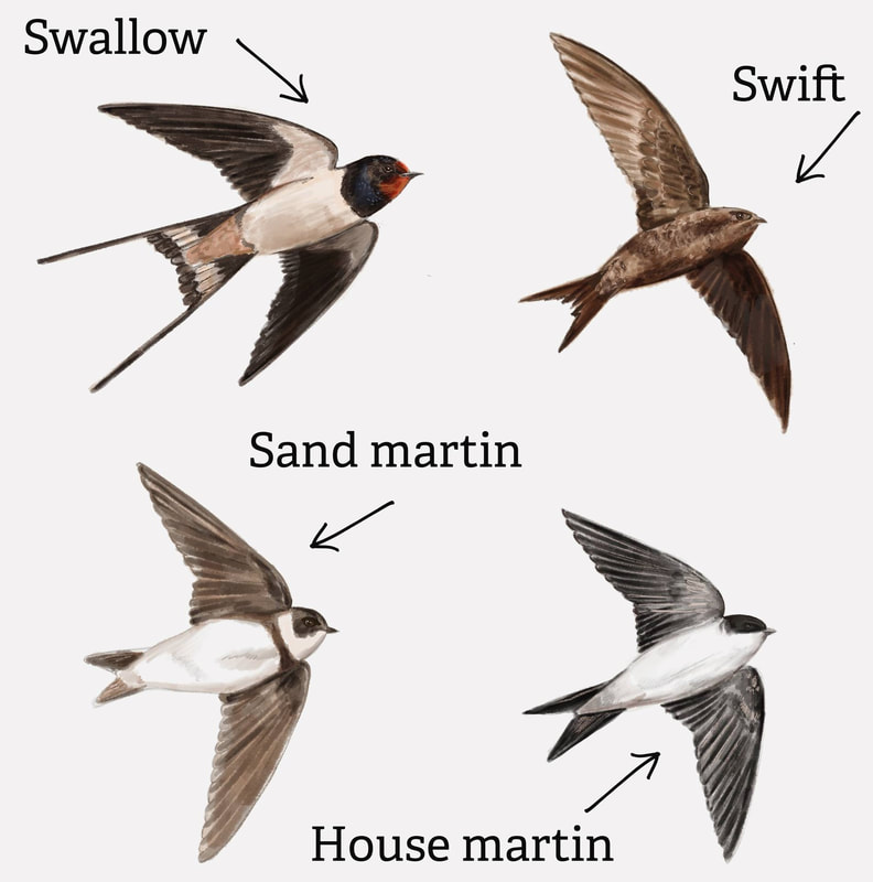 LEARN HOW identify swifts, swallows, house & sand martins