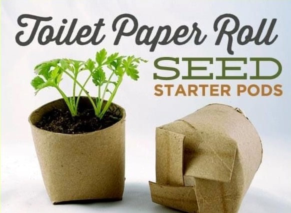 LEARN HOW toilet roll seed pods