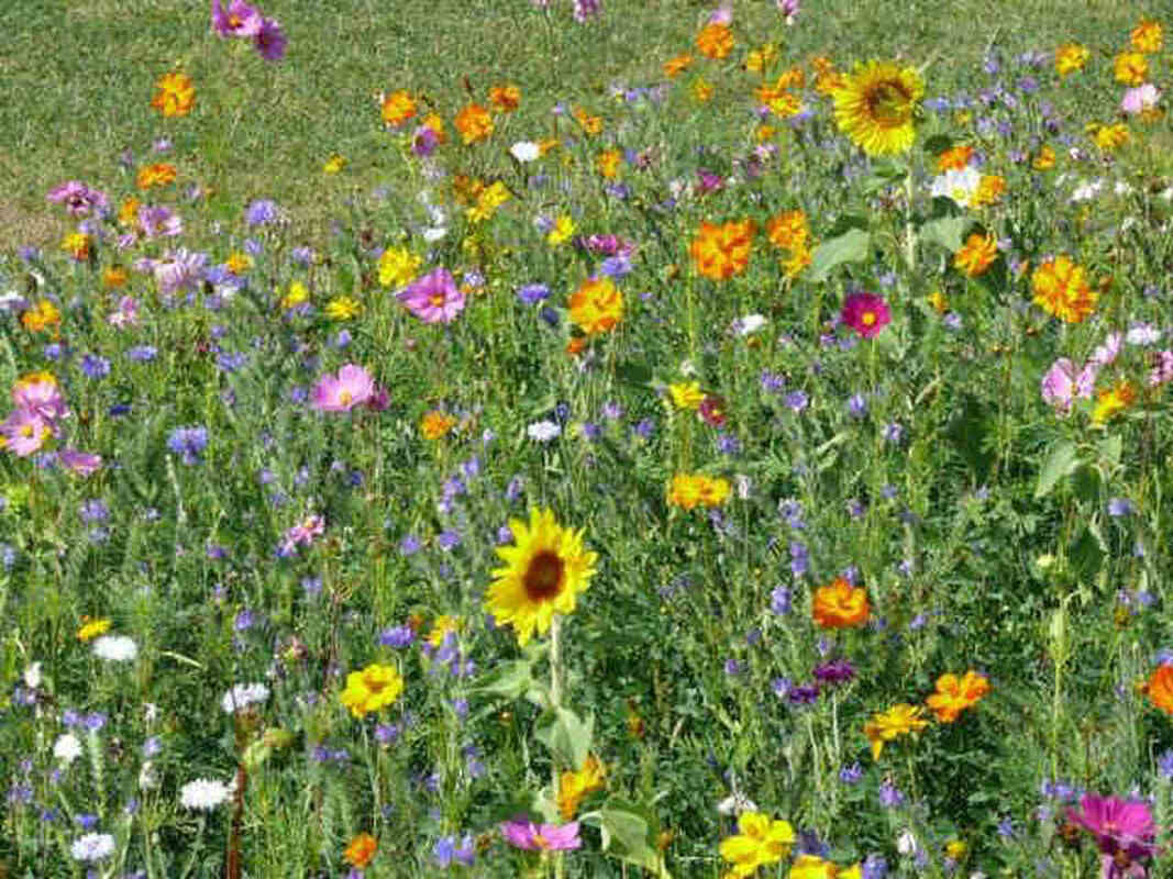 LEARN HOW wildflower seed kits